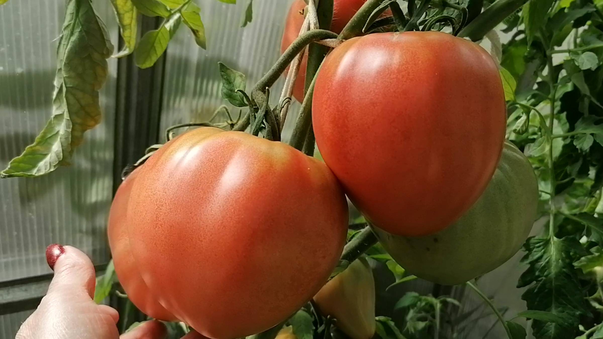 Этот томат поразит Вас своим размером,вкусом и выносливостью. Мой отзыв после сезона.