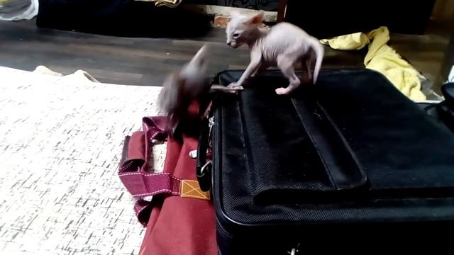 Котята сфинксов играют
