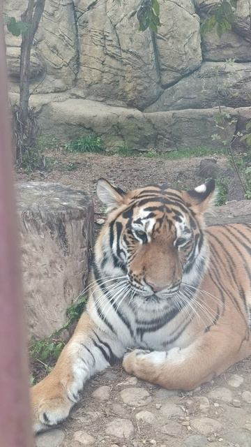 В мире животных. Выпуск 27