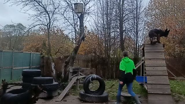 немецкая овчарка Ликан