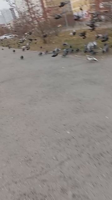 Великий бой