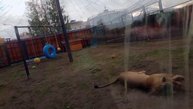 ARWH5735 Шархан 17.10.2025 Видео от Ивана
