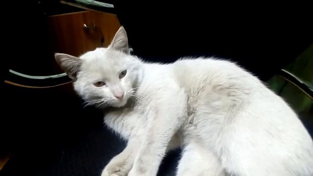 Подобрал кота. Кот с улицы. Первый рабочий день.