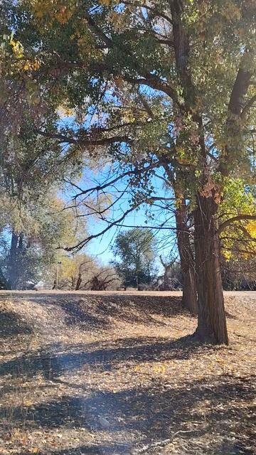 Осенний лес