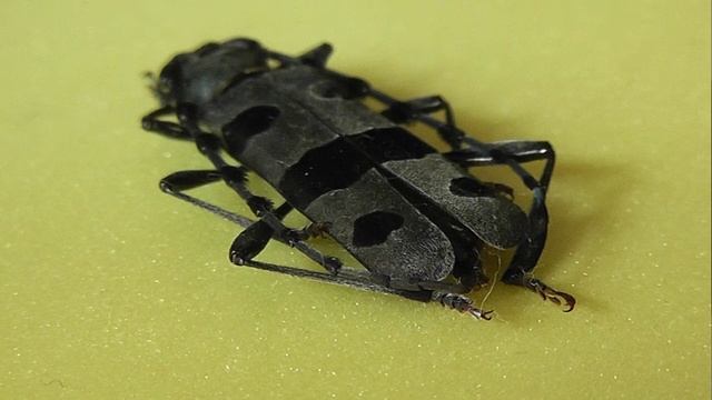 ИЗ МИРА: 200. Rosalia alpina (альпийский усач)