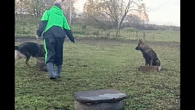 немецкие овчарки