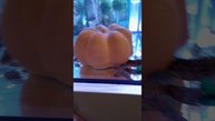 Карликовые лягушки.mp4