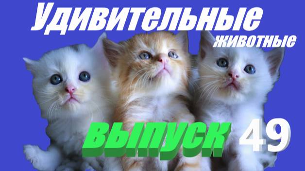 Удивительные животные выпуск 49 #весело