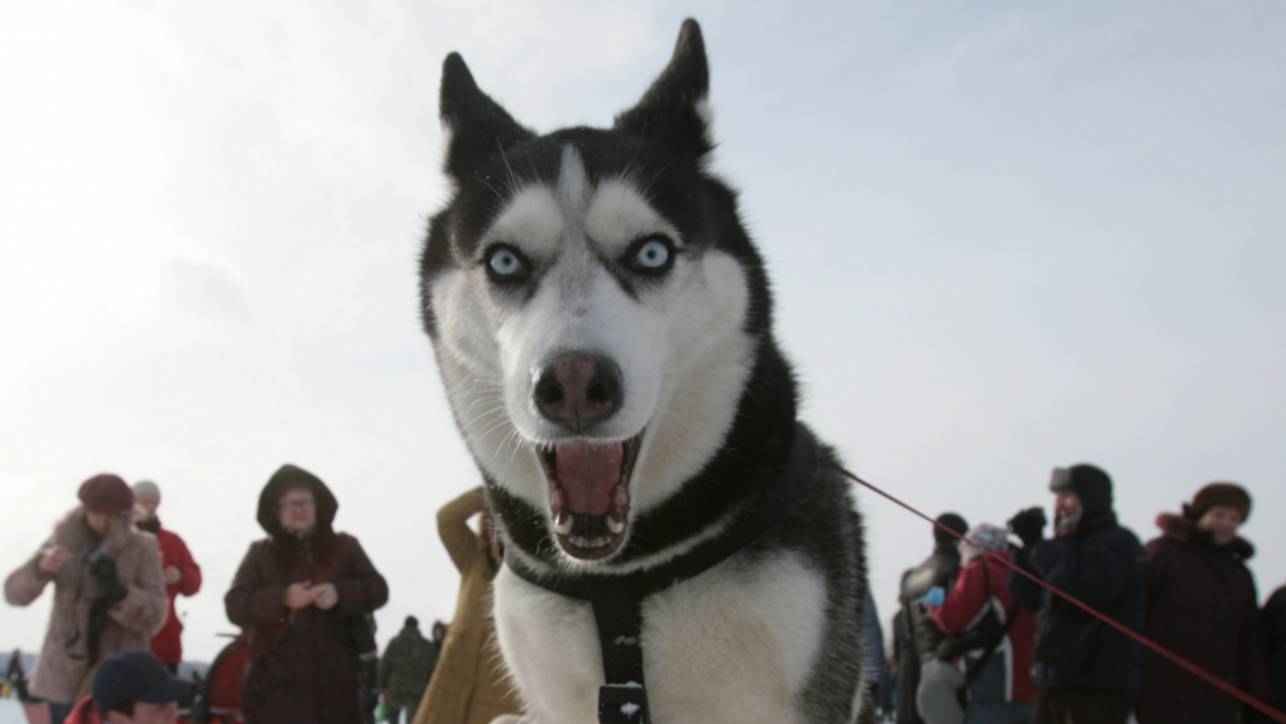 На коротком поводке: в России расширят список опасных пород собак