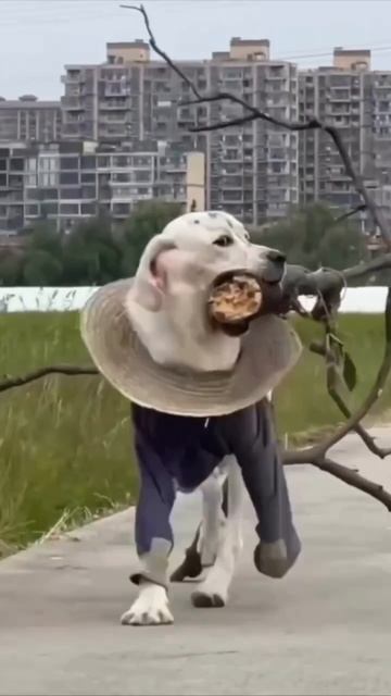 #мем #строительство #агат #ижс