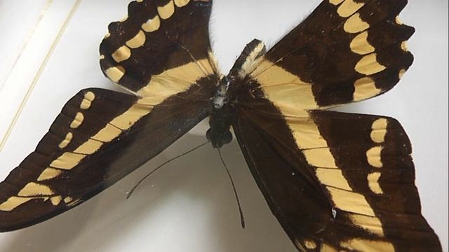 ИЗ МИРА: 201. Papilio cresphontes (парусник кресфонтес)