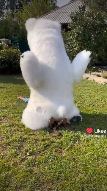 Озабоченный мишка🤣Вот это поздравил так поздравил🤣#юмор #смешно #смех #юмор #смешные #смешноевидео