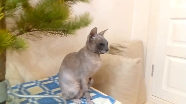 Кошка защищает Ёлку