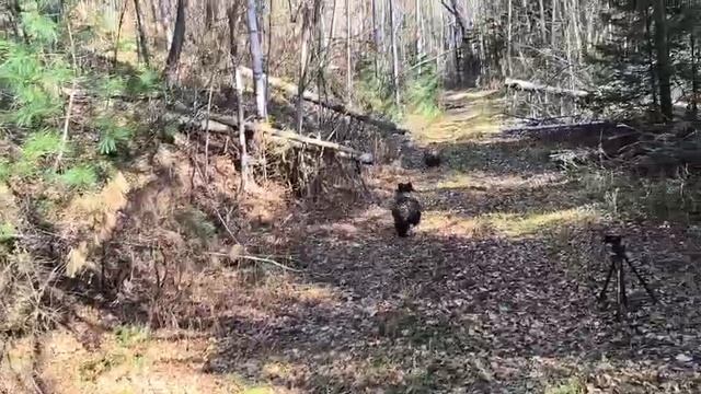 В Уссурийском округе двух медведей выпустили на свободу