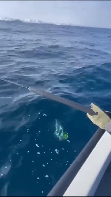 Клип @zatropheem