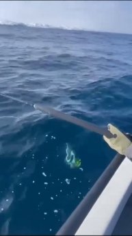 Клип @zatropheem