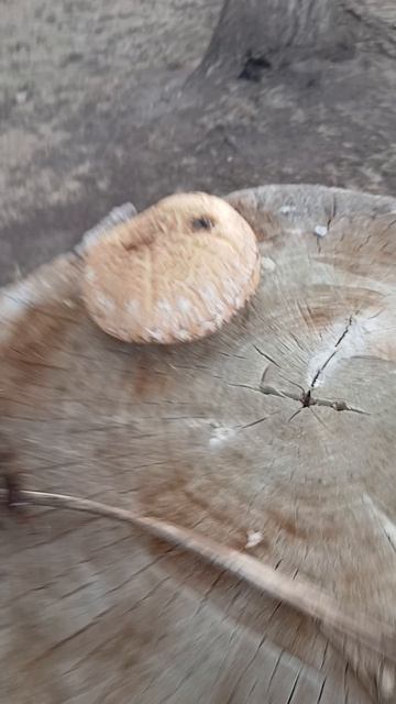 1000003408.mp416.10.2025г.