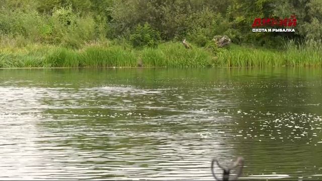 Густера. Фидер на малой реке. Ловля мирных рыб.