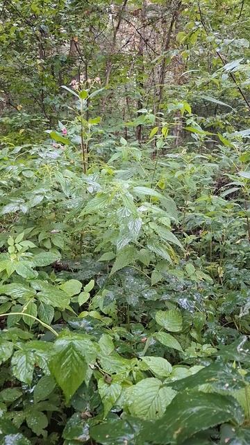 Дождь в лесу и тишинаааа🍁❤️🔥#лес #дождь #атмосфера #осень #природа #безмятежность #погода #счасть