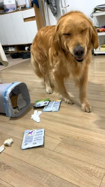 любимая виноватая морда