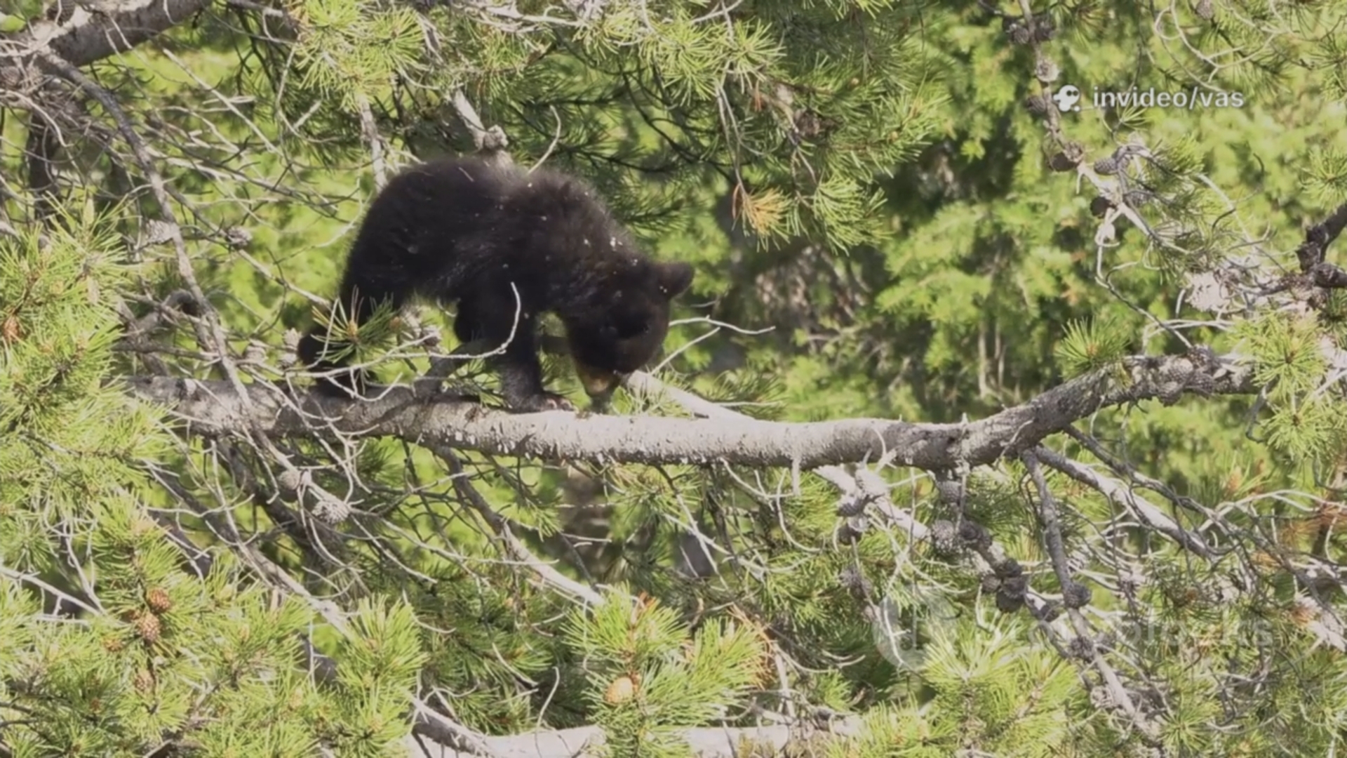 Сказка о медвежонке Тучка, часть 2
