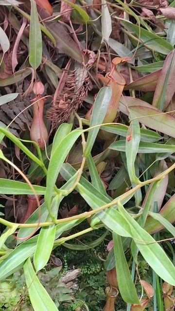 Растения мешочки😁Как они называются? Ботанический сад, Москва #ботаническийсад #растения #природа