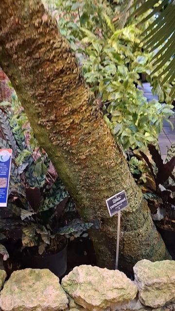 Самое старое растение в Ботаническом саду, более 200от лет, Москва❤️🔥#ботаническийсад #дерево