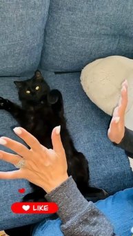 Мой кот ещё тот мастер по подражанию 🤣🤣🤣