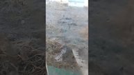 морозное утро