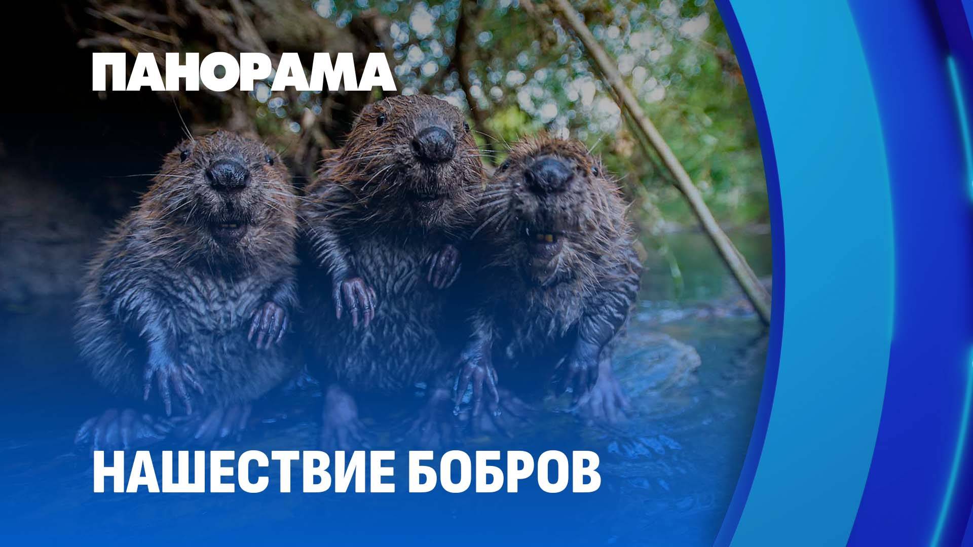 Строительство без согласования. Бобры уничтожают зелёные насаждения на реке Менке. Панорама