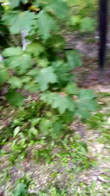 Лист танцует.