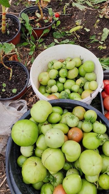 Сезон томатов 2025 года официально закрыт #томаты #помидоры #урожай #урожайтоматов #огород #овощи