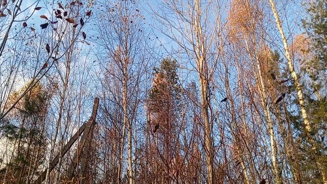 Заставка Новолисинский TV ☀