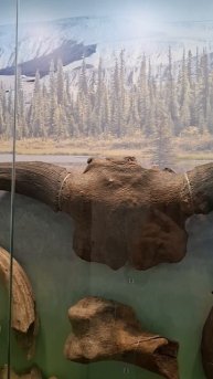 Рога древнего Бизона❤️🔥Краеведческий Музей, Камышин #музей #древность #краеведение #бизон #древние