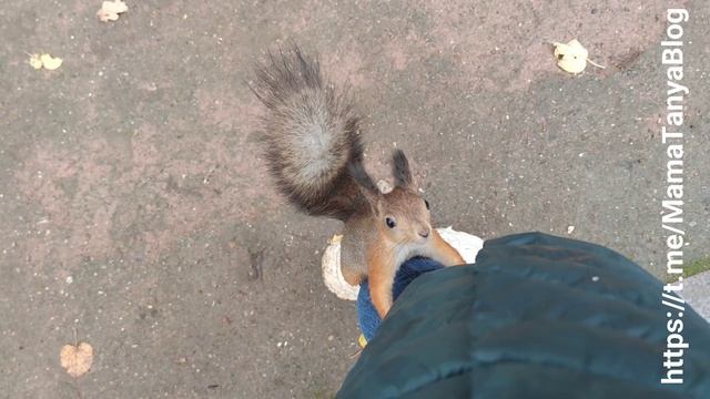 Осень в Царицыно