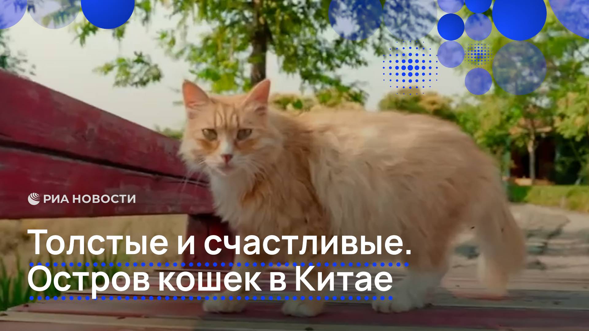 Толстые и счастливые. Остров кошек в Китае