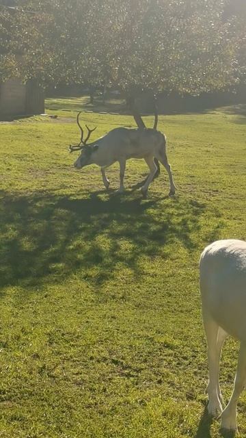 Северные олени в Санкт-Петербурге.