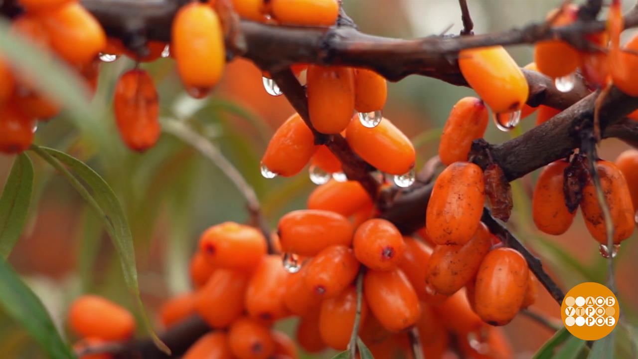 Поздние ягоды - чистое здоровье! Доброе утро. Суббота. Фрагмент выпуска от 18.10.2025