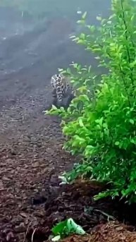 Два слова, которые могут остановить дальневосточного леопарда #shorts