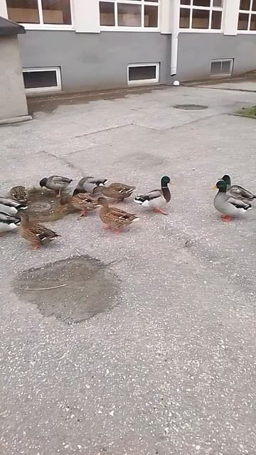 VID_20251017_150946.mp4