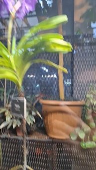 Редкие Орхидеи в Ботаническом саду, Москва❤️🔥#орхидеи #ботаническийсад #цветы