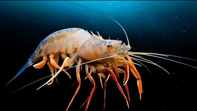 Разнообразный морской мир