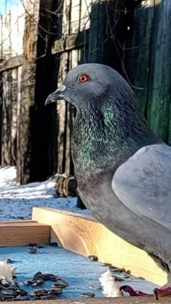 Голубь на кормушке
