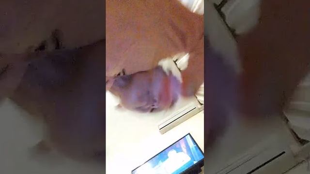 раздача в вырасти сад мой ник hello