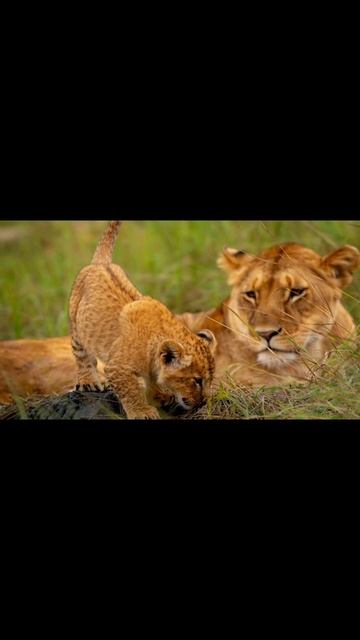 Редкие кадры из природы🌳√4