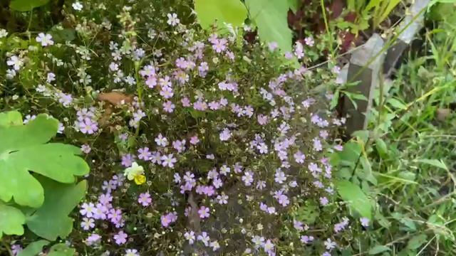 Гипсофила розовая