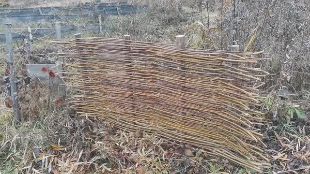 Плетеный заборчик из американской ивы