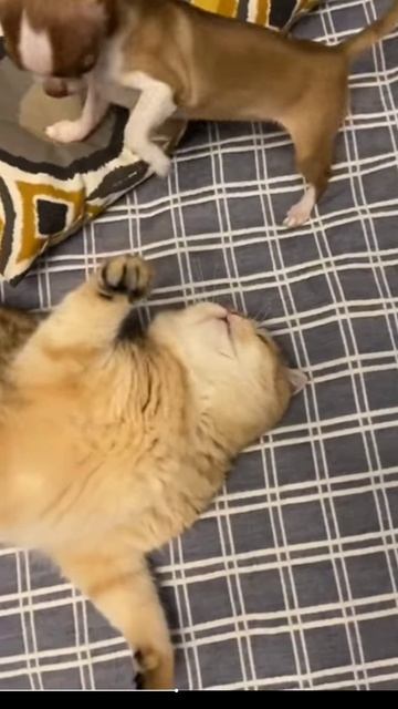 Великолепные псы 2025.