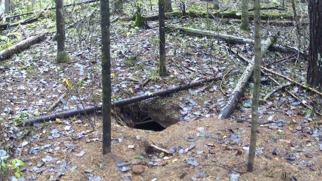 Запас на зиму, октябрь 2025 г., видео от А.Большакова