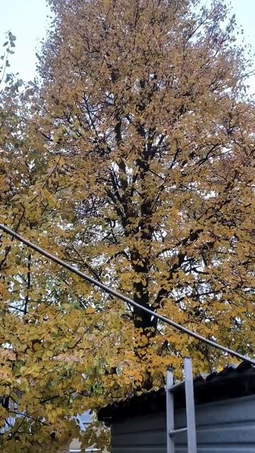 Липа осенняя